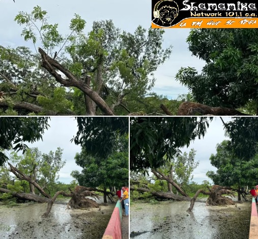 Caída de árbol más antiguos de Biruaca Estado Apure